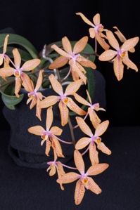 Renanthopsis Alice Diamond Orchids HCC/AOS 77 pts.